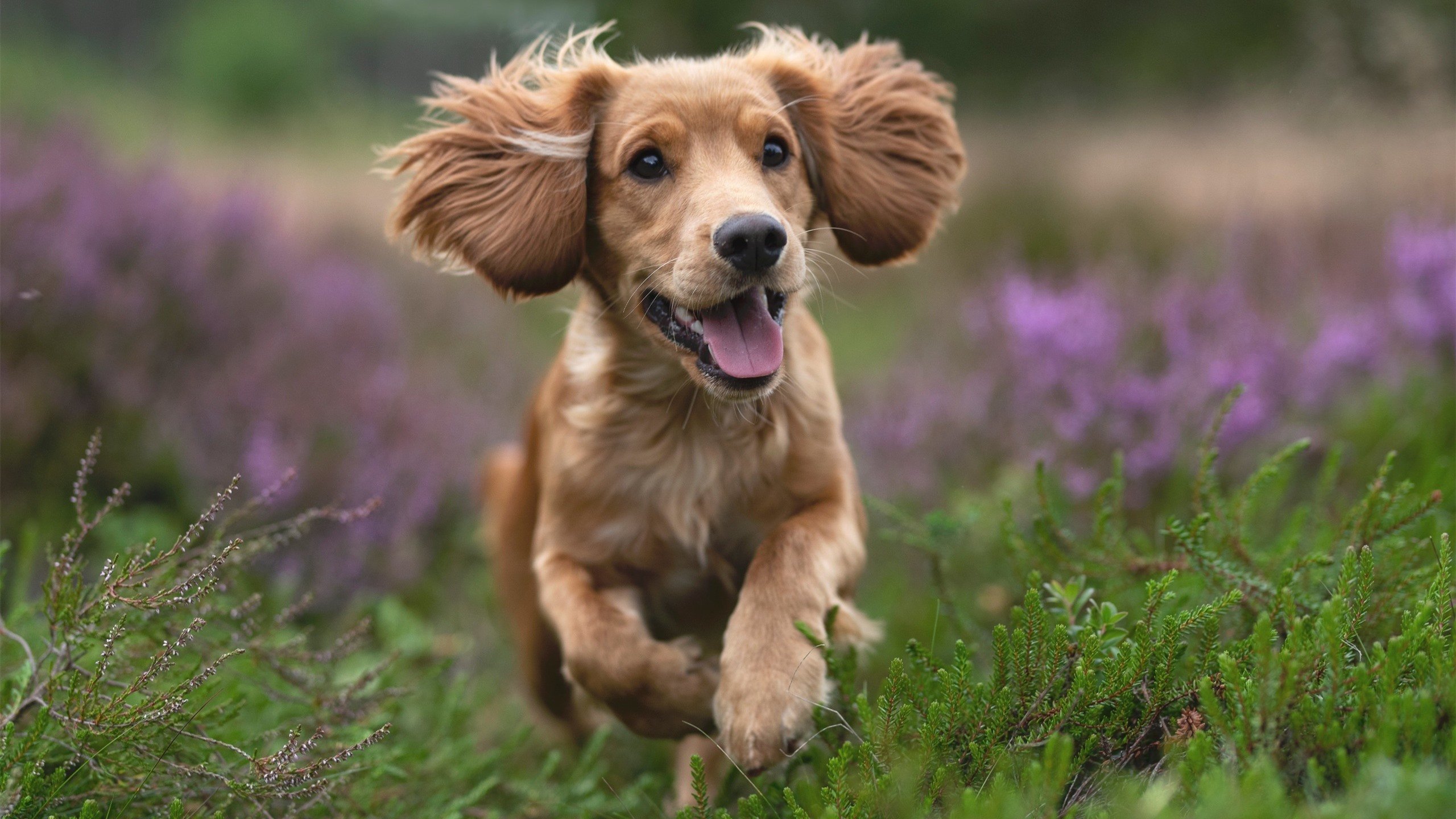 九游下载安装-NBA赛季抢断数据深度挖掘，nba抢断总数记录目前有哪位传奇巨星所保持
