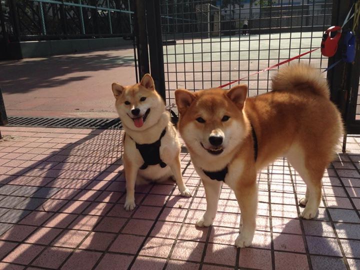 JIUYOU.COM-体育新闻中心发布体育类图文内容创作白皮书，体育新闻作品