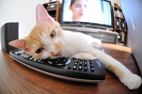 九游官网主页-加拿大队未来计划：如何在全球赛事中增加冠军数量，加拿大锦标赛