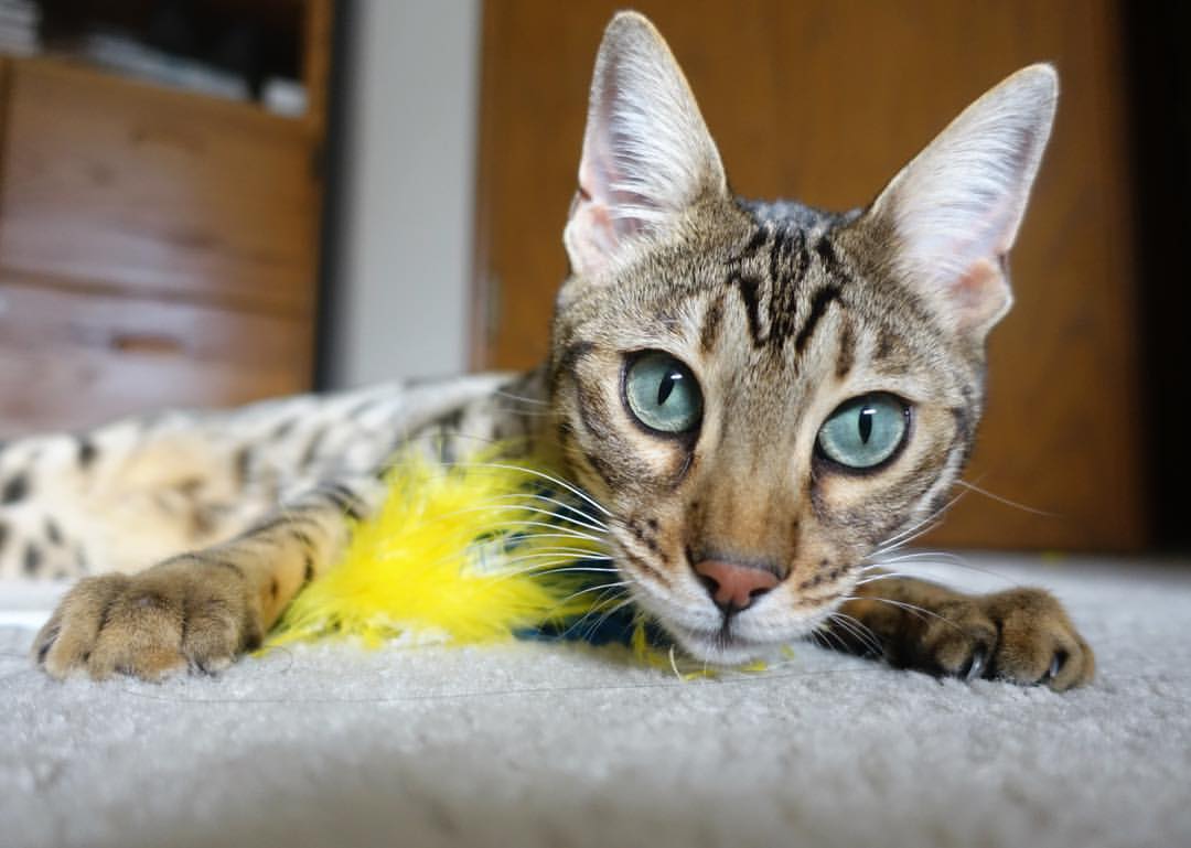 世界杯经典再现:精彩片段永存人心!,世界杯精彩剪辑