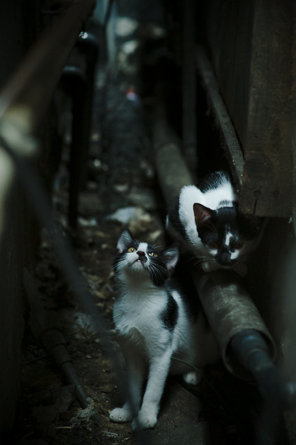 伊利亚·哈伦赛场表现备受瞩目,伊哈塔伦集锦