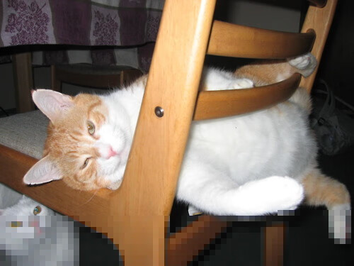 德国选手斯文·施瓦茨决赛奋力一搏，凯文施瓦茨