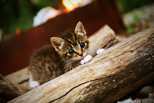 皮特·斯图斯:他在每场比赛中的表现总是让人叹为观止,斯徒皮特