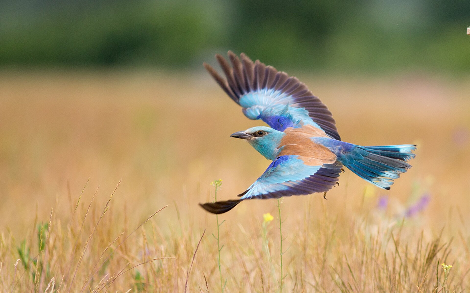 英超赛季中期最佳阵容预测，英超赛季总结