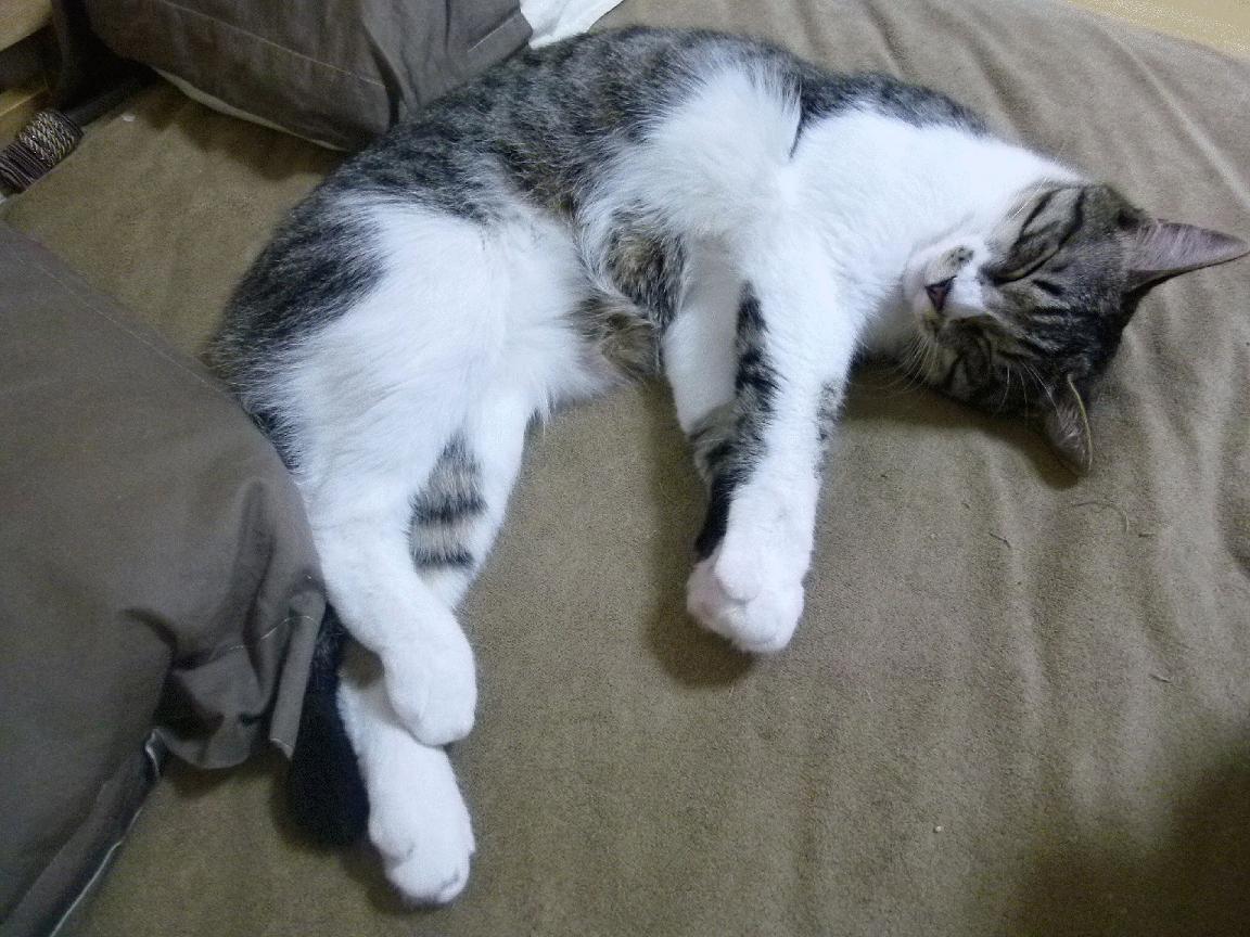 连胜纪录终结，球队如何从失败中复苏成疑问，连胜足球