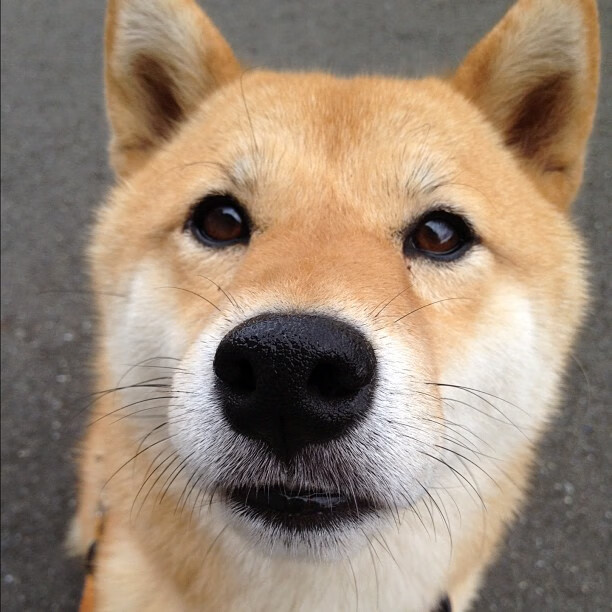 九游娱乐官网 (JIUYOU)-阿莱克西决赛发挥成赛场大赢家，阿莱克西亚萌娘百科