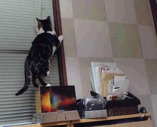 九游（jiuyou.com）游戏-28岁登贝莱用泪水诠释奋斗的意义，登贝莱身价是多少