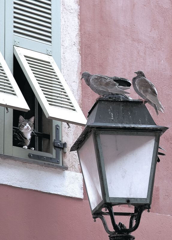 中国足球联赛中俱乐部支持青少年发展的社会责任实践,青少年足球协会介绍